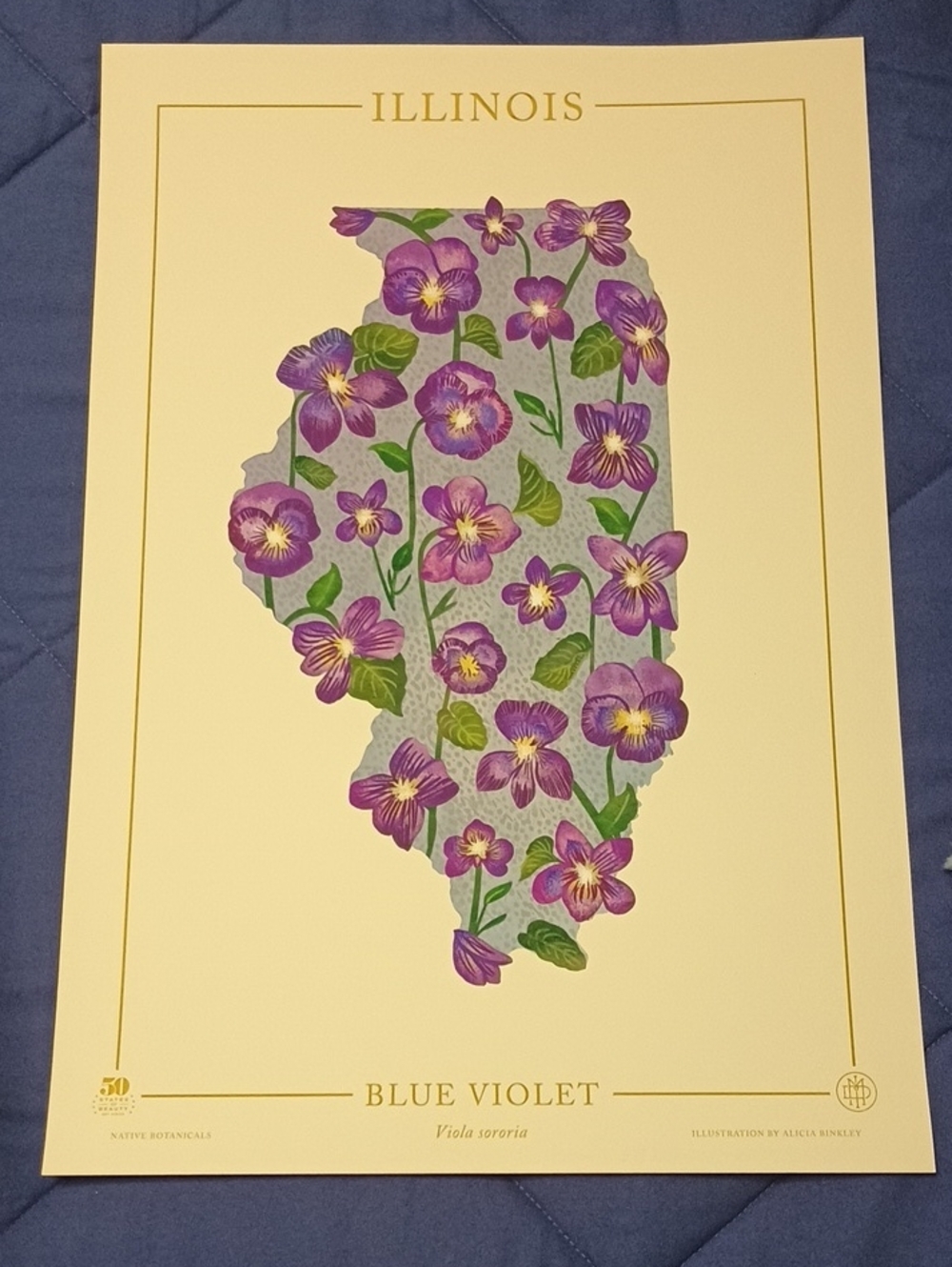 Illinois Blue Violet Botanical Art Print